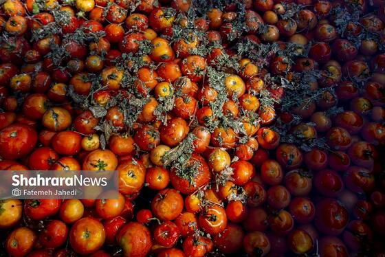 گزارش تصویری | کارخانه تولید رب گوجه فرنگی
