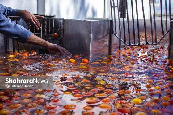 گزارش تصویری | کارخانه تولید رب گوجه فرنگی