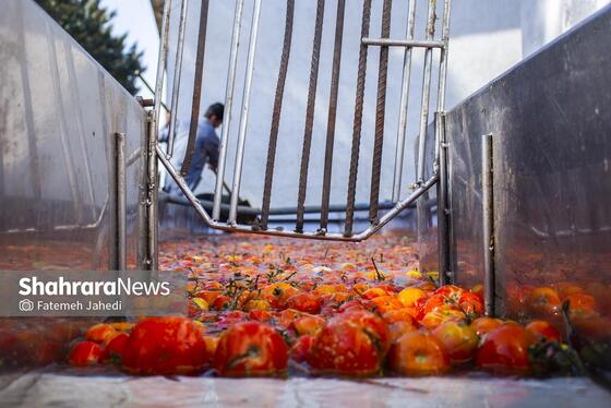 گزارش تصویری | کارخانه تولید رب گوجه فرنگی