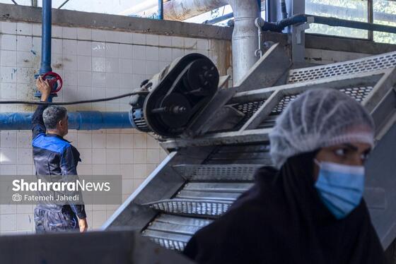 گزارش تصویری | کارخانه تولید رب گوجه فرنگی