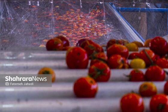 گزارش تصویری | کارخانه تولید رب گوجه فرنگی
