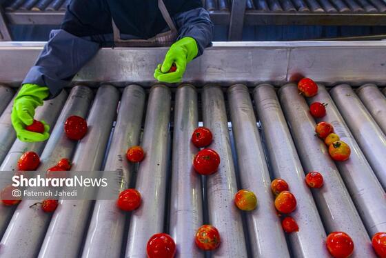 گزارش تصویری | کارخانه تولید رب گوجه فرنگی