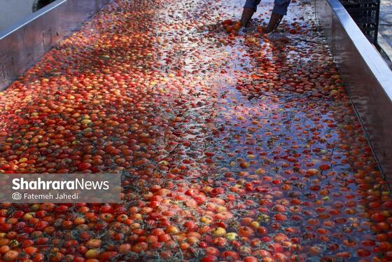 گزارش تصویری | کارخانه تولید رب گوجه فرنگی
