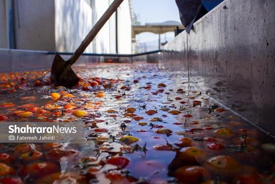 گزارش تصویری | کارخانه تولید رب گوجه فرنگی