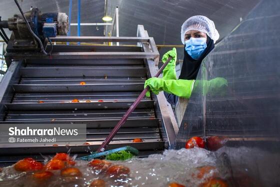 گزارش تصویری | کارخانه تولید رب گوجه فرنگی