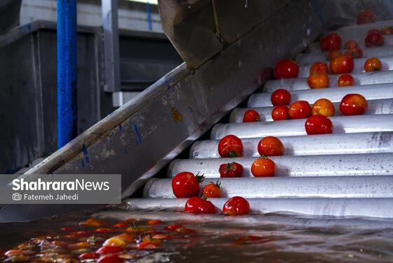 گزارش تصویری | کارخانه تولید رب گوجه فرنگی