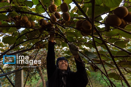 گزارش تصویری | برداشت کیوی