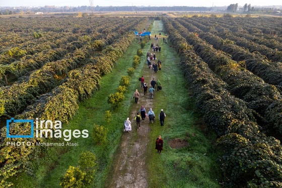 گزارش تصویری | برداشت کیوی