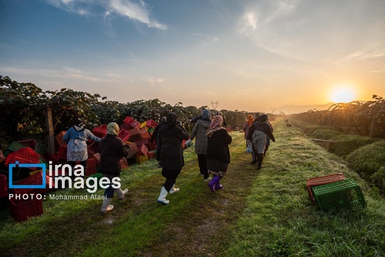 گزارش تصویری | برداشت کیوی