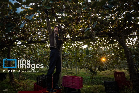 گزارش تصویری | برداشت کیوی