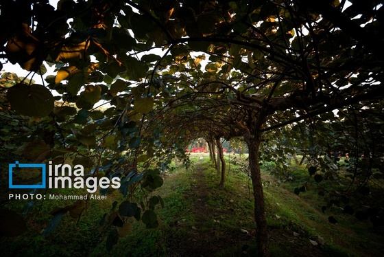 گزارش تصویری | برداشت کیوی