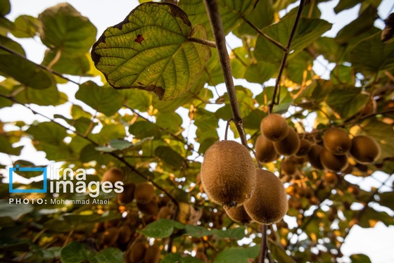 گزارش تصویری | برداشت کیوی