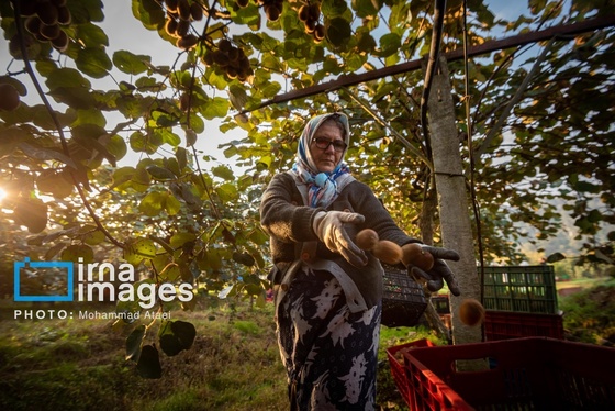 گزارش تصویری | برداشت کیوی