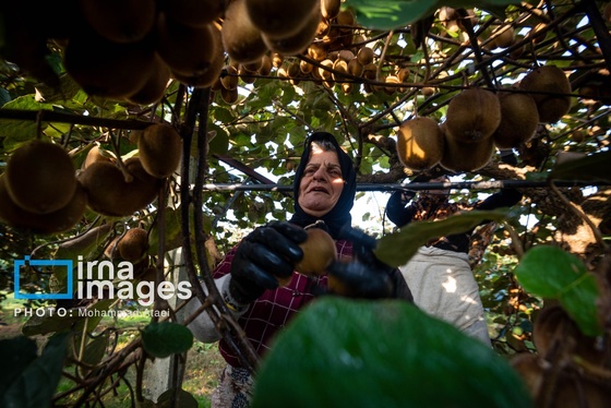 گزارش تصویری | برداشت کیوی