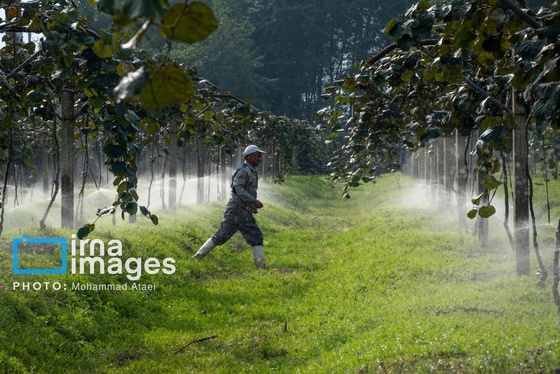 گزارش تصویری | برداشت کیوی