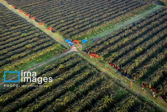 گزارش تصویری | برداشت کیوی