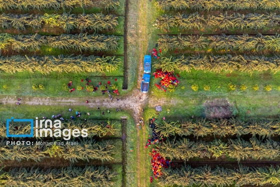 گزارش تصویری | برداشت کیوی