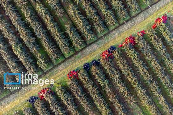 گزارش تصویری | برداشت کیوی