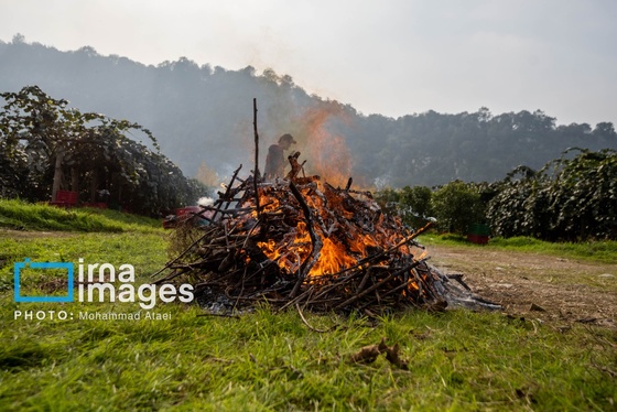 گزارش تصویری | برداشت کیوی