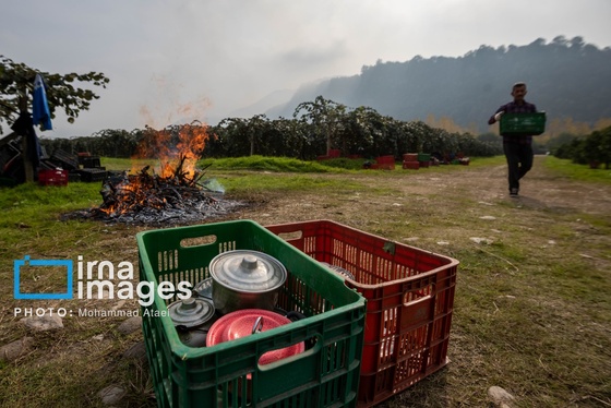 گزارش تصویری | برداشت کیوی