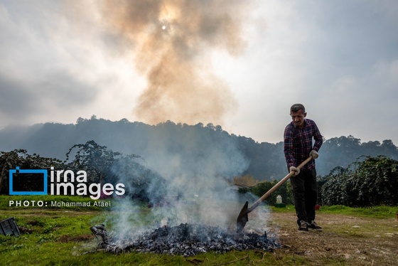 گزارش تصویری | برداشت کیوی