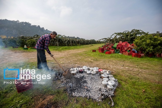 گزارش تصویری | برداشت کیوی