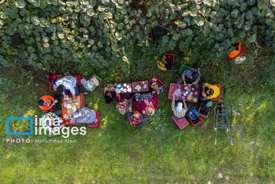 گزارش تصویری | برداشت کیوی