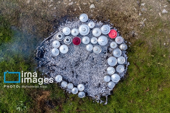 گزارش تصویری | برداشت کیوی