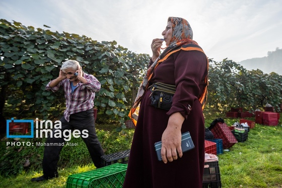 گزارش تصویری | برداشت کیوی