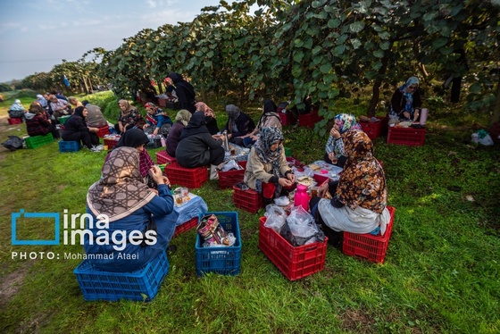 گزارش تصویری | برداشت کیوی