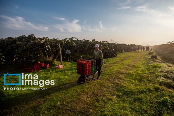 گزارش تصویری | برداشت کیوی