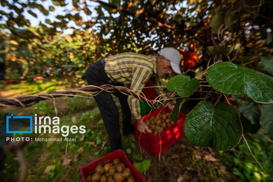 گزارش تصویری | برداشت کیوی