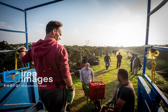 گزارش تصویری | برداشت کیوی