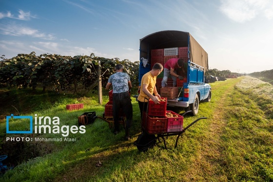 گزارش تصویری | برداشت کیوی