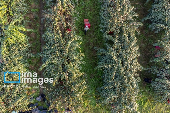 گزارش تصویری | برداشت کیوی