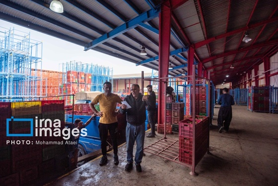 گزارش تصویری | برداشت کیوی