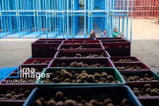 گزارش تصویری | برداشت کیوی