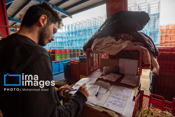 گزارش تصویری | برداشت کیوی