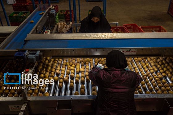 گزارش تصویری | برداشت کیوی