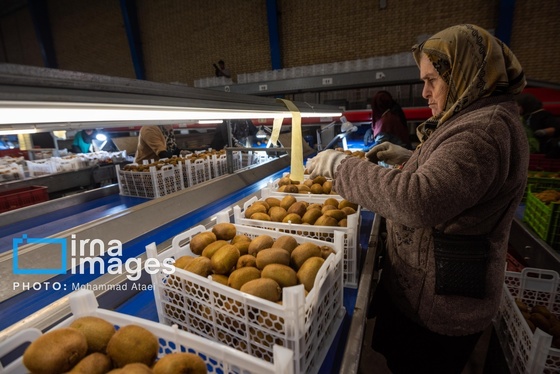 گزارش تصویری | برداشت کیوی