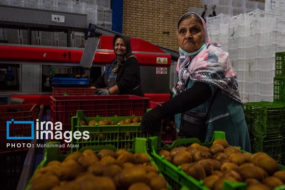 گزارش تصویری | برداشت کیوی