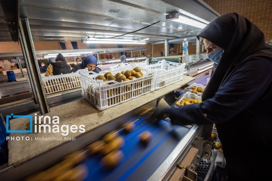 گزارش تصویری | برداشت کیوی