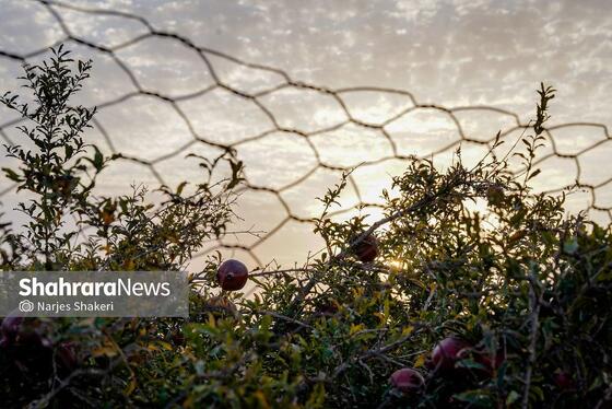 گزارش تصویری | فصل برداشت انار از باغ‌های شهرستان کاشمر