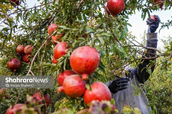 گزارش تصویری | فصل برداشت انار از باغ‌های شهرستان کاشمر