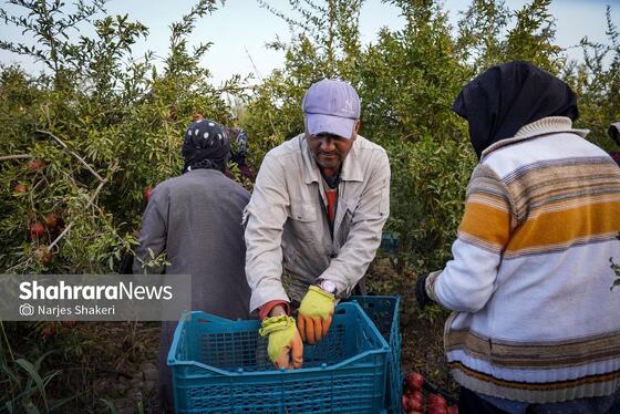 گزارش تصویری | فصل برداشت انار از باغ‌های شهرستان کاشمر