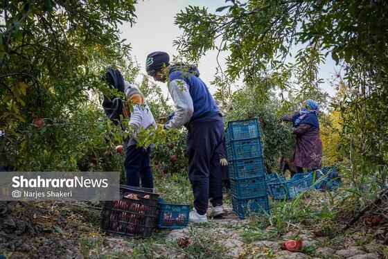 گزارش تصویری | فصل برداشت انار از باغ‌های شهرستان کاشمر