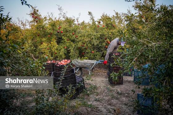 گزارش تصویری | فصل برداشت انار از باغ‌های شهرستان کاشمر