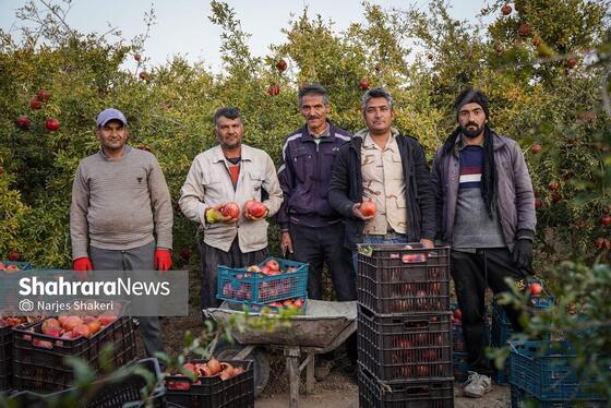 گزارش تصویری | فصل برداشت انار از باغ‌های شهرستان کاشمر