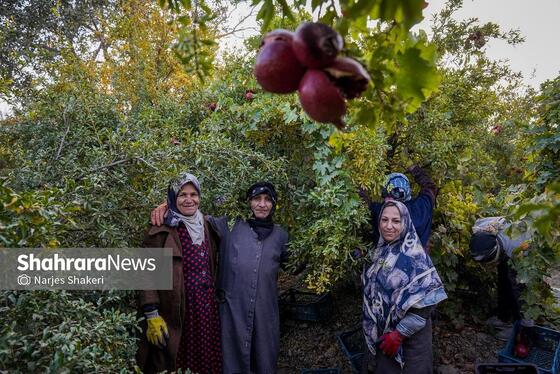 گزارش تصویری | فصل برداشت انار از باغ‌های شهرستان کاشمر
