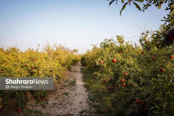 گزارش تصویری | فصل برداشت انار از باغ‌های شهرستان کاشمر